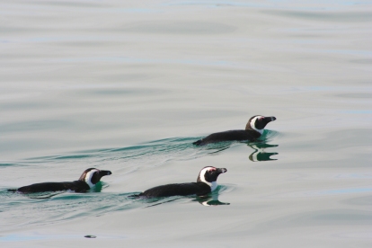 African Penguins out for a swim