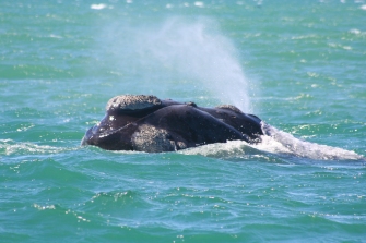 Whale in the bay
