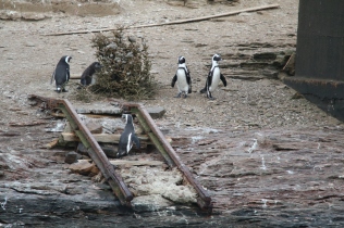 Ladder penguins